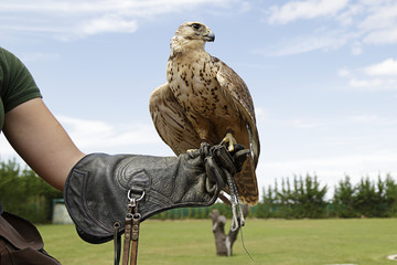 falconer showing a falcon saker (falco cherrug)