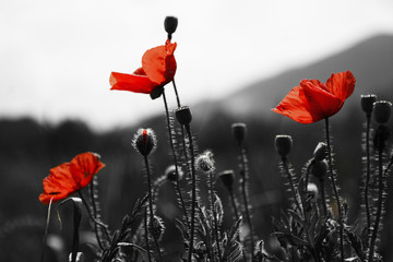 guts beautiful poppies on black and white background