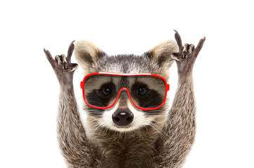 Wall Mural - portrait of a funny raccoon in sunglasses, showing a rock gesture, isolated on white background