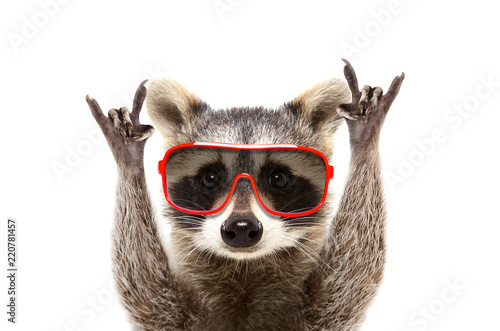 Portrait of a funny raccoon in sunglasses, showing a rock gesture, isolated on white background © sonsedskaya