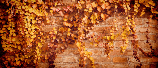 Obraz na płótnie wzór jesień natura liść