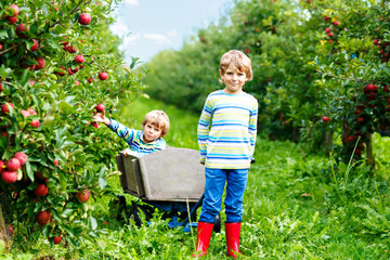 Wall Mural - Two adorable happy little kids boys picking and eating red apples on organic farm, autumn outdoors. Funny little preschool children, siblings, twins and best friends having fun with helping harvesting