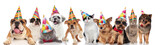 Fototapeta  - dogs and cats of different breeds wearing colorful birthday hats