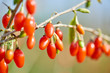 © samopauser - Goji berry - Twig filled with fresh goji berries