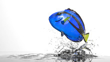 Blue Tang  Surgeon Fish Jumping High From Water To Freedom