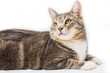 © alexander132 - Gray striped cat lying on white background. Isolated on white