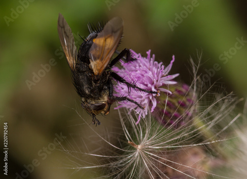 Nowickia Ferox Tachinid Fly Stock Photo Adobe Stock