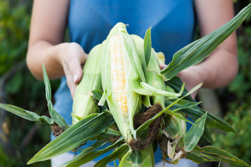 Raw whole maize, colorful delicious diet food.