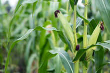 Close Up Of Green Corn Ear On Plant In Farm