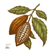 Cocoa beans illustration. Engraved style illustration. Chocolate cocoa beans. 