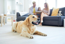 Restful Home Pet Lying On The Floor Of Living-room On Background Of Family Relaxing On Sofa