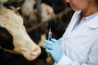 © pressmaster - Closeup of veterinarian holding syringe ready to give vaccine shots to cows in dairy farm, copy space