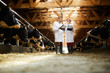 © pressmaster - Full length portrait of two modern farm workers wearing lab coats walking by row of cows in shed and holding clipboards inspecting livestock, copy space