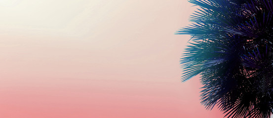 Fototapete - Tropical website banner with copy space in pink color and palm tree. Concept of Los Angeles and cheap travel agency, blog header and summer vacations.