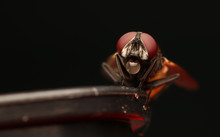 Flies With Red Eyes