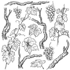 Wall Mural - Hand Drawn Grape Branches and Vine  Set