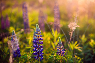 beautiful blue and violet lupines  in rural field at  sunrise (sunset). natural floral background