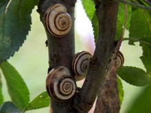 Snails On The Tree
