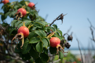 Rose hip