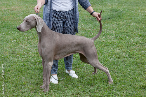 Cute Short Haired Weimaraner Vorstehhund Is Standing On A Green