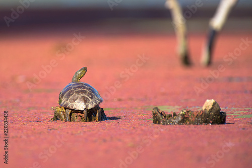 Zdjęcie XXL Mały żółw na karczu w bagno wodzie