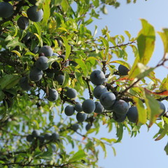 Prunus spinosa, blackthorn, blue autumn fruit, medicinal plant, popular as a jam, wine, liqueur