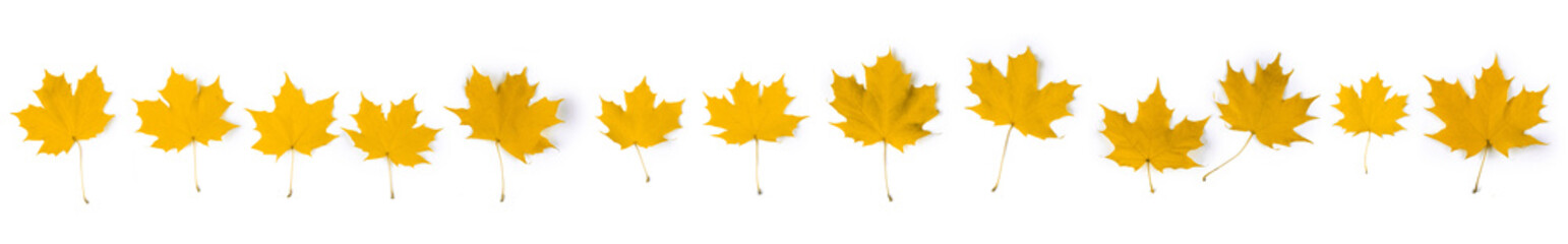 Wall Mural - Yellow autumn maple leaves