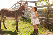 Little Girl With A Donkey Is Resting  On A Farm In The Summer