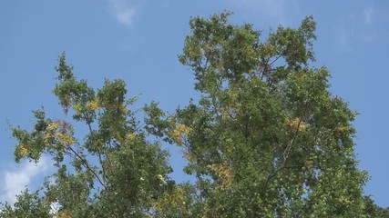Wall Mural - The bottom view on the birches swinging wind against the background of the blue sky with quickly floating white clouds in summer sunny day