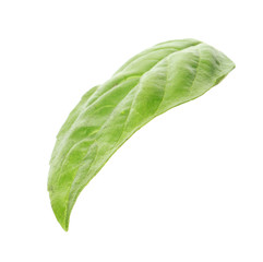 Fresh green basil leaf on white background