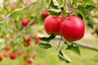 Apple tree farm