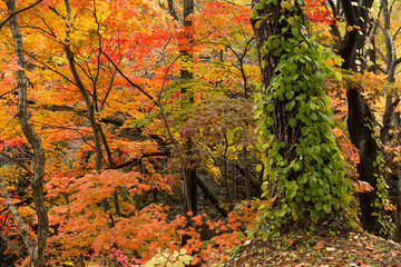 Wall Mural - Forest in Autumn