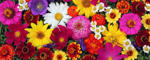 Flower background, top view. Postcard, background for a congratulation.