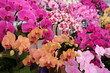 Colorful mix of Phalaenopsis orchid flowers bloom, red, orange and pink