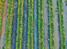 Aerial View On Ecology Water Treatment Plantation.