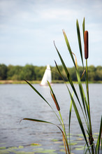 Typha Angustifolia / Typha Angustifolia In The Water In A Lake With A Boat In The Background
