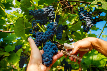 Harvesting in the vineyards. A man's hand with a pruner cuts a bunch of black wine grapes from the vine.