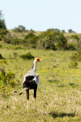 Wall Mural - Secretary Bird standing in the grass