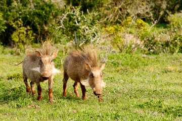 Wall Mural - Warthogs standing with their punk hairstyles