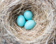 Three beautiful blue robin bird eggs resting in a nest