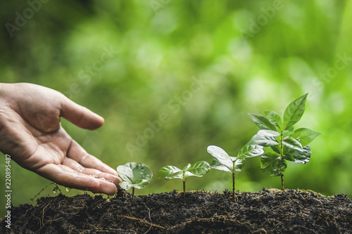 Fotografía Plant coffee tree Growing Coffee,hand Watering