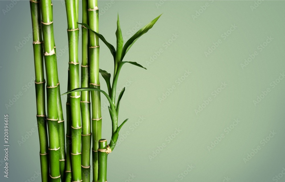 Many bamboo stalks  on background - obrazy, fototapety, plakaty 