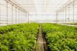 flowers cultivation in a green house. Production flowers. Plants crop in greenhouse.