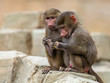 Two young Hamadryas baboons