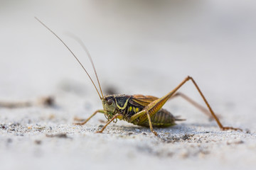 Sticker - Roesels bush cricket on white sand