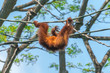 Orangutan hanging on a rope