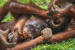 Two orangutans fighting and biting on the grass