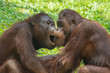 The fight of two orangutans