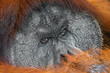 Sad Orangutan's face close up
