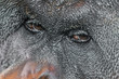 Orangutan's face close up